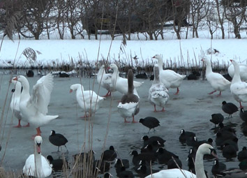 Vogels in de tuin